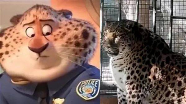 动物园豹子胖成"豹警官",被误认是海豹,官方解释原因