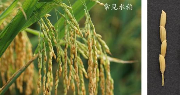科学新知丨如何让水稻“多子多产”?中国科学家破译增产秘密_澎湃号·政务_澎湃新闻-The Paper