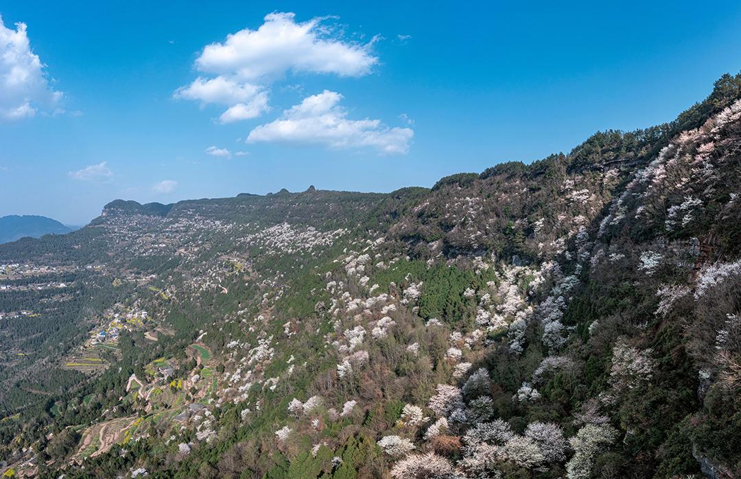四川苍溪:一"花"一"叶"撬动富民产业_澎湃号·媒体_澎湃新闻-the
