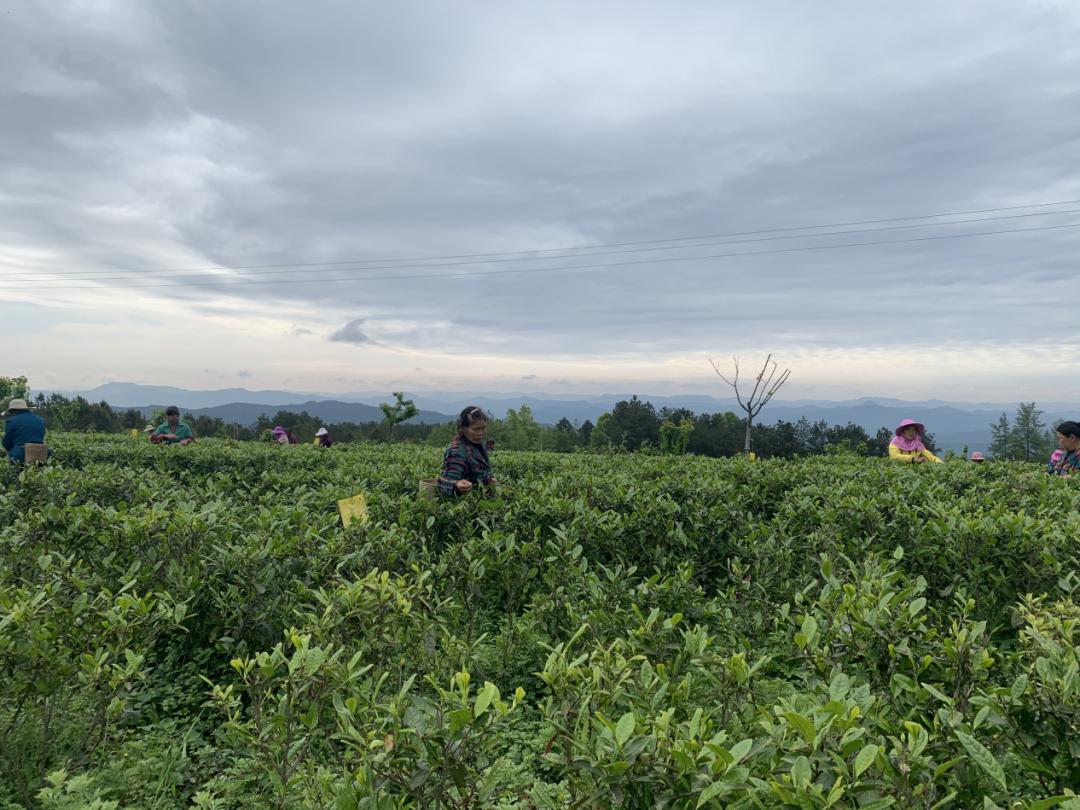 苍溪摄影家协会 供图龙口村平均海拔800多米,是高山有机茶叶核心产地