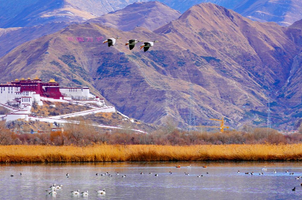 拉鲁湿地:鸟的逸境_澎湃号·政务_澎湃新闻-the paper