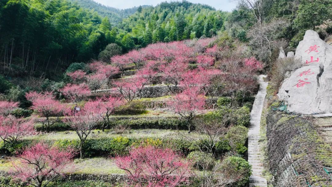 黄山南大门花谷图片