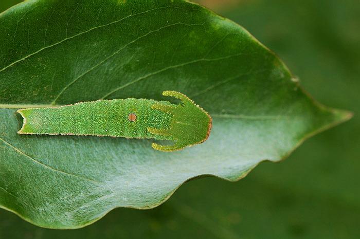 白带螯蛱蝶蛱蝶科的部分虫幼虫,它们的头壳后端突起呈角状;喜欢它们的
