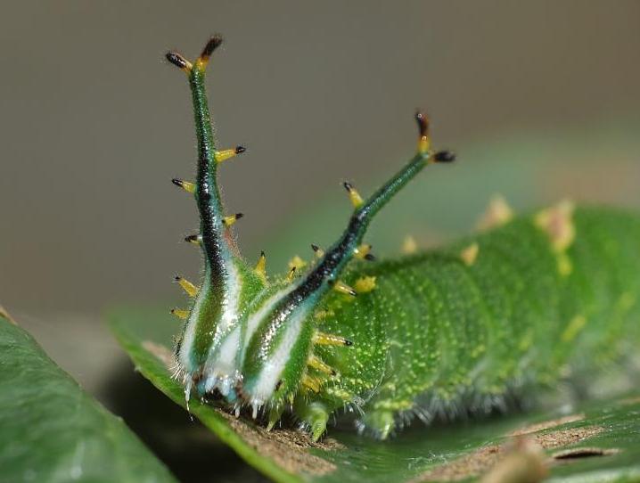 黑脉蛱蝶幼虫黑脉蛱蝶的虫宝顶着1对绿色带分叉的"龙角",圆润的角端像