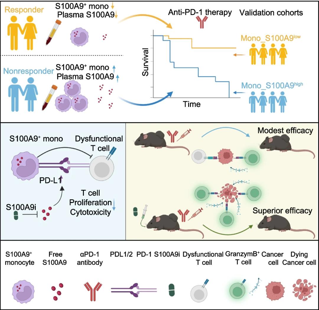 单细胞rna测序助力分析,发现可提高肝细胞癌患者免疫