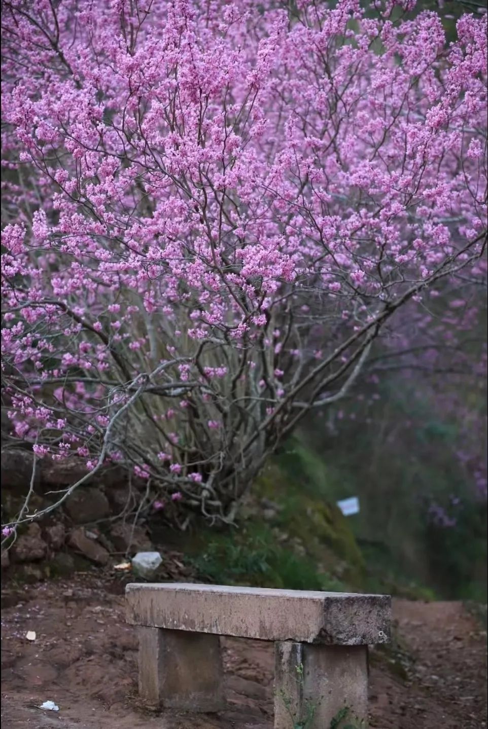 浙江春日最仙气的小城,0元逛千年古寺,粉紫花海开满