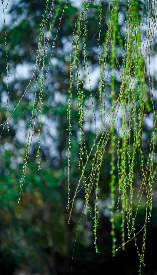 人们带来春的气息;汪家湾花海里张瓣吐蕊的油菜花给大地披上第一重娇