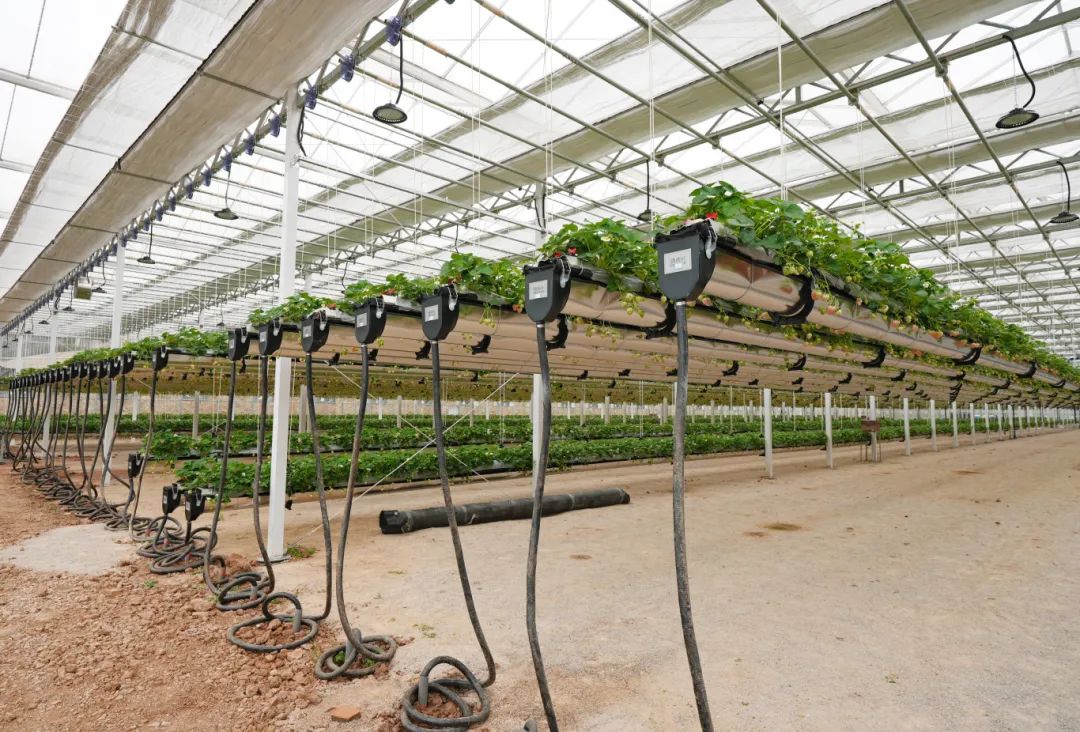 草莓,居然种到空中去了?_澎湃号·政务_澎湃新闻-the paper