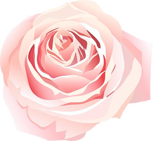 她们获得全国省市荣誉_澎湃号·政务_澎湃新闻-the paper