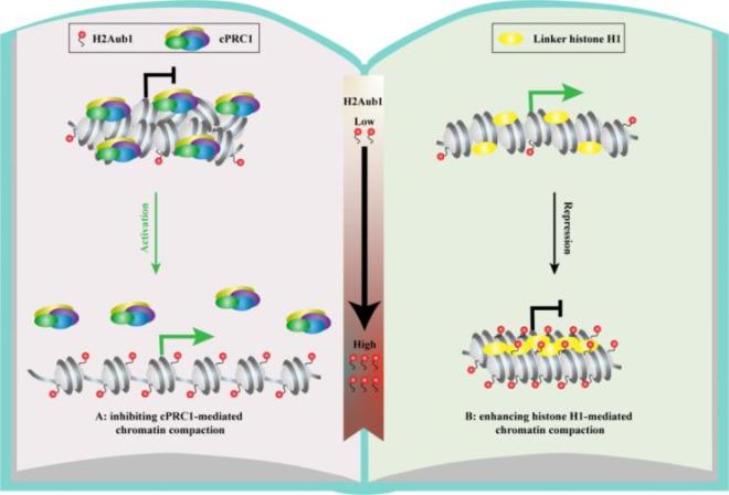 h2ak119ub1通过影响cprc1和h1介导的染色质压缩差异性调控基因表达