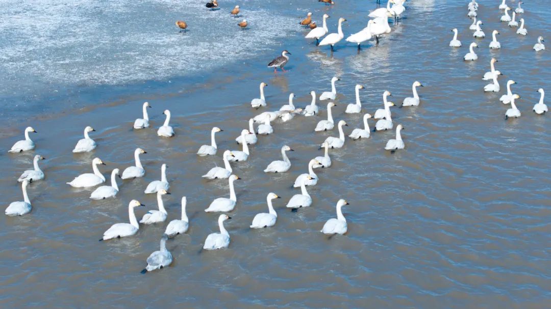 托克托县首次丹顶鹤在黄河湿地栖息