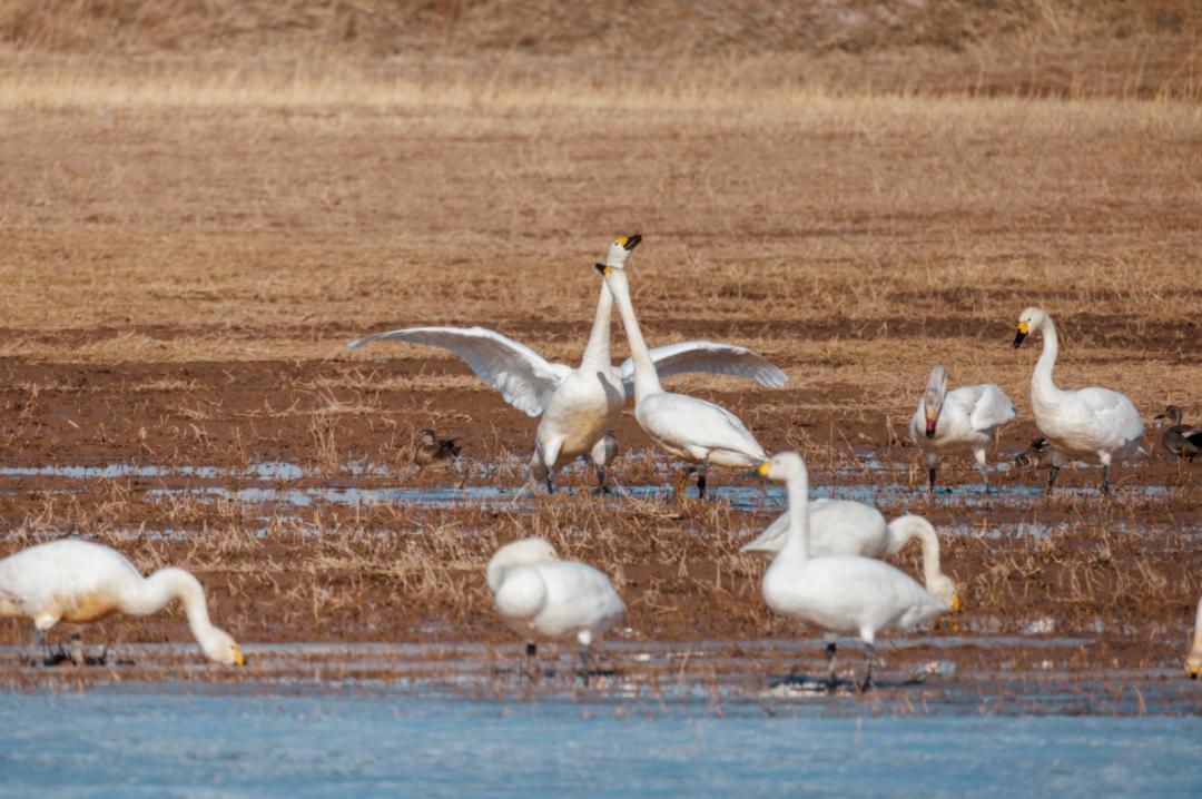 丹顶鹤在黄河湿地栖息_澎湃号·政务_澎湃新闻-the paper
