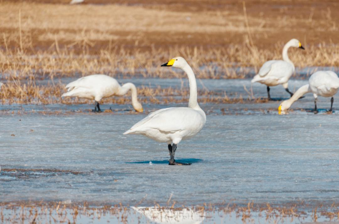 丹顶鹤在黄河湿地栖息_澎湃号·政务_澎湃新闻-the paper