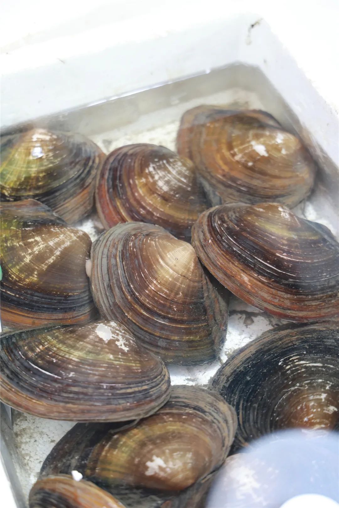 螺蛳,河蚌等时令货上市,你尝鲜了吗?