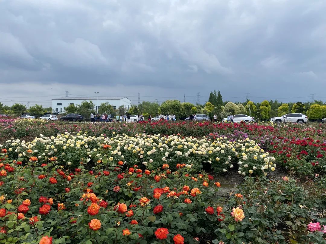 "接叶连枝千万绿,一花两色浅深红.