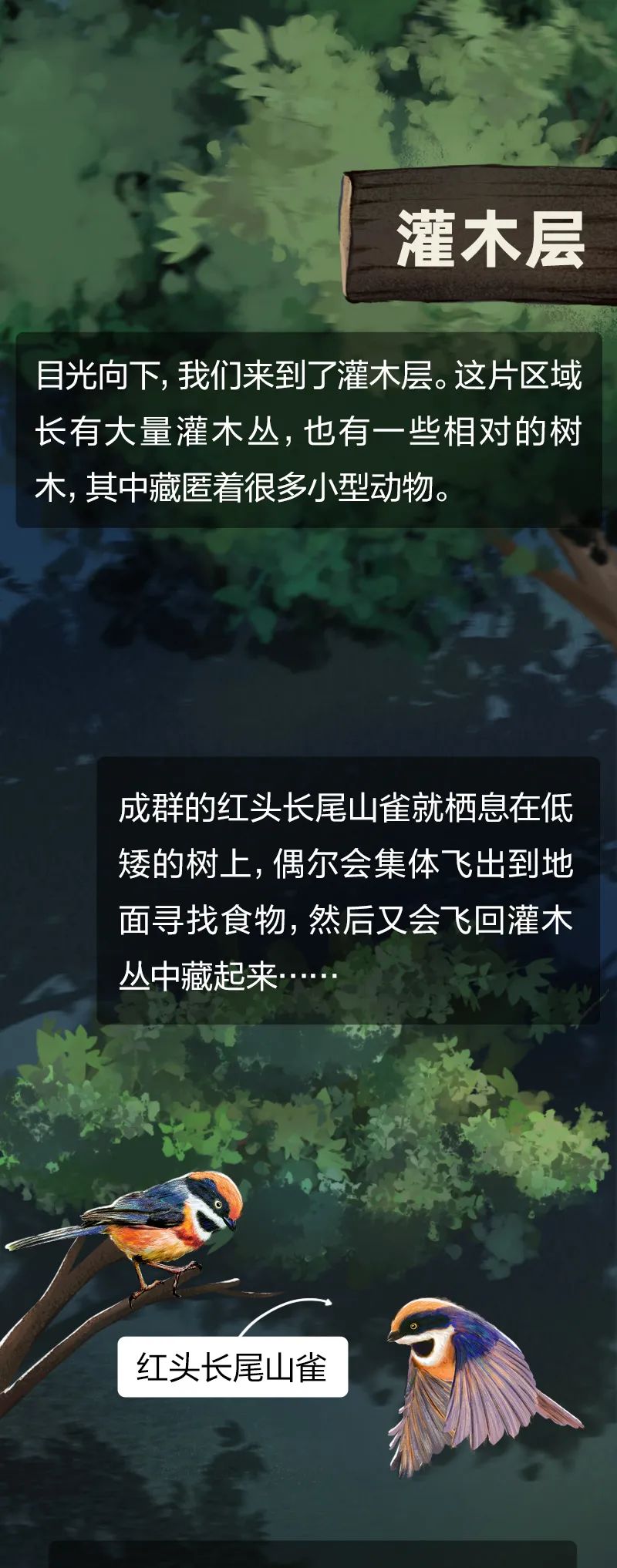 当一棵树被砍掉会发生什么后面的故事让人触目惊心