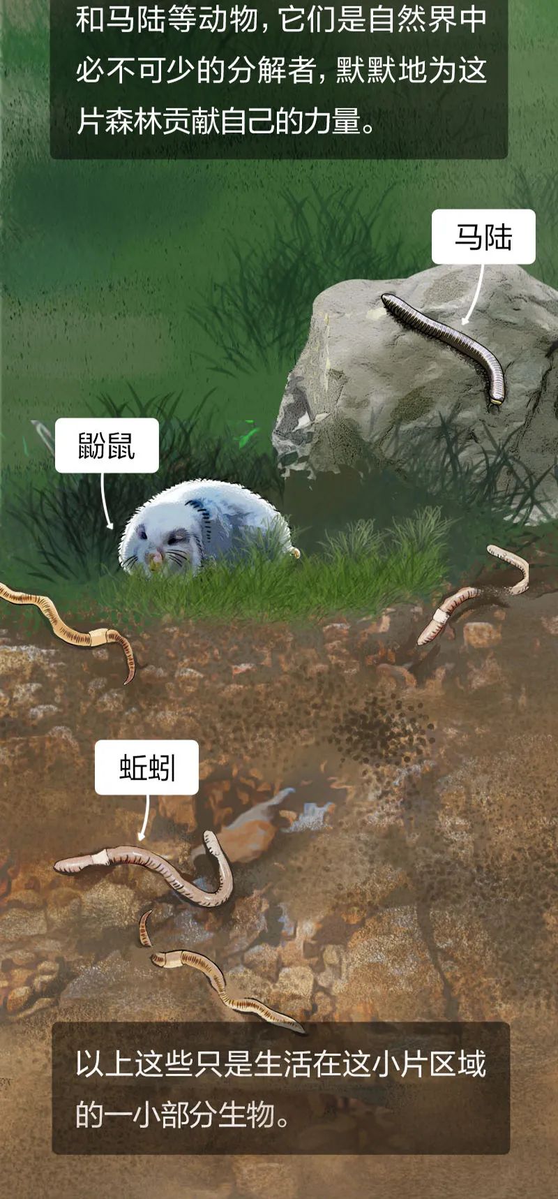 当一棵树被砍掉会发生什么后面的故事让人触目惊心