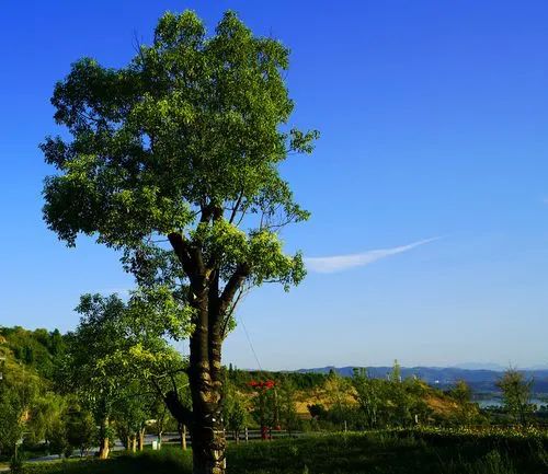 外滩7株香樟树被砍,被最高处罚47.