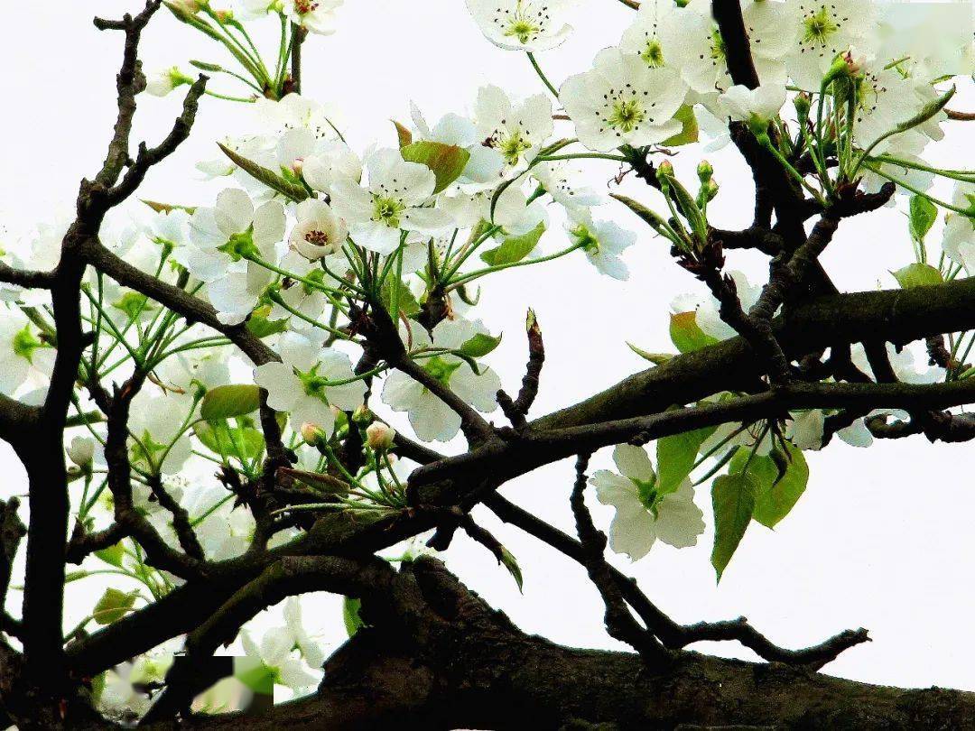 【美丽四川】徜徉梨花溪‖田闻一_澎湃号·政务_澎湃新闻-the paper