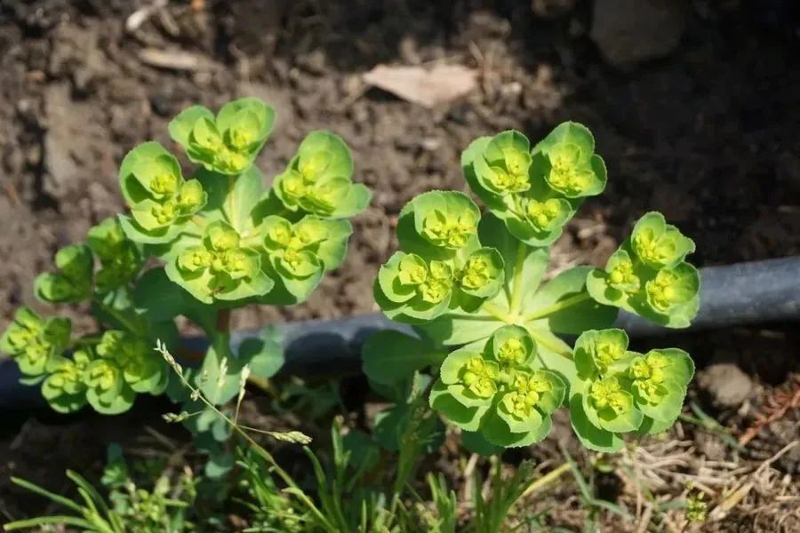 澎湃号·政务_澎湃新闻-the paper