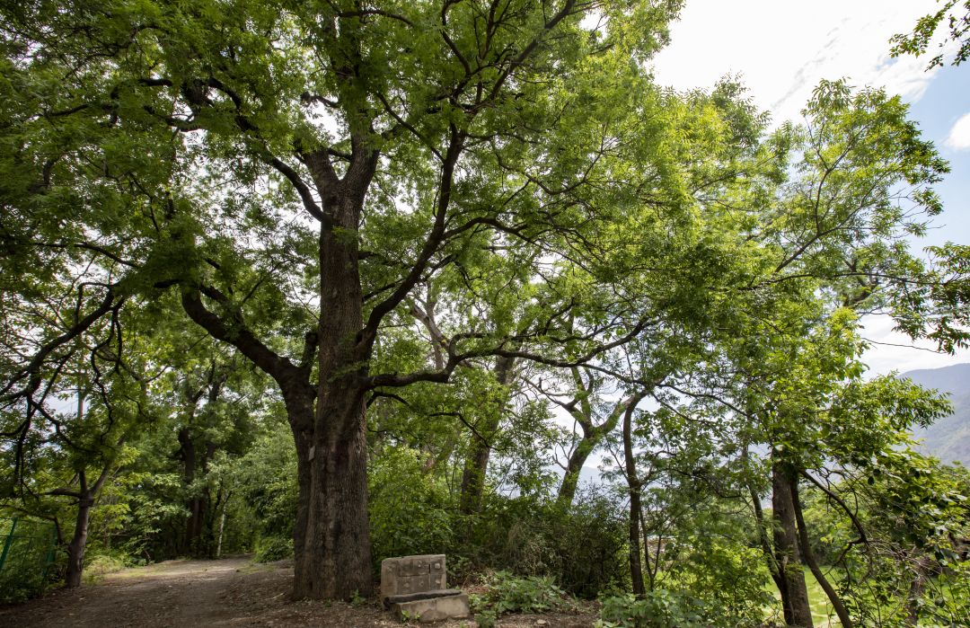 摄位于保山腾冲和顺张家坡的千手观音古树群颇具特色,由七棵拔地参天