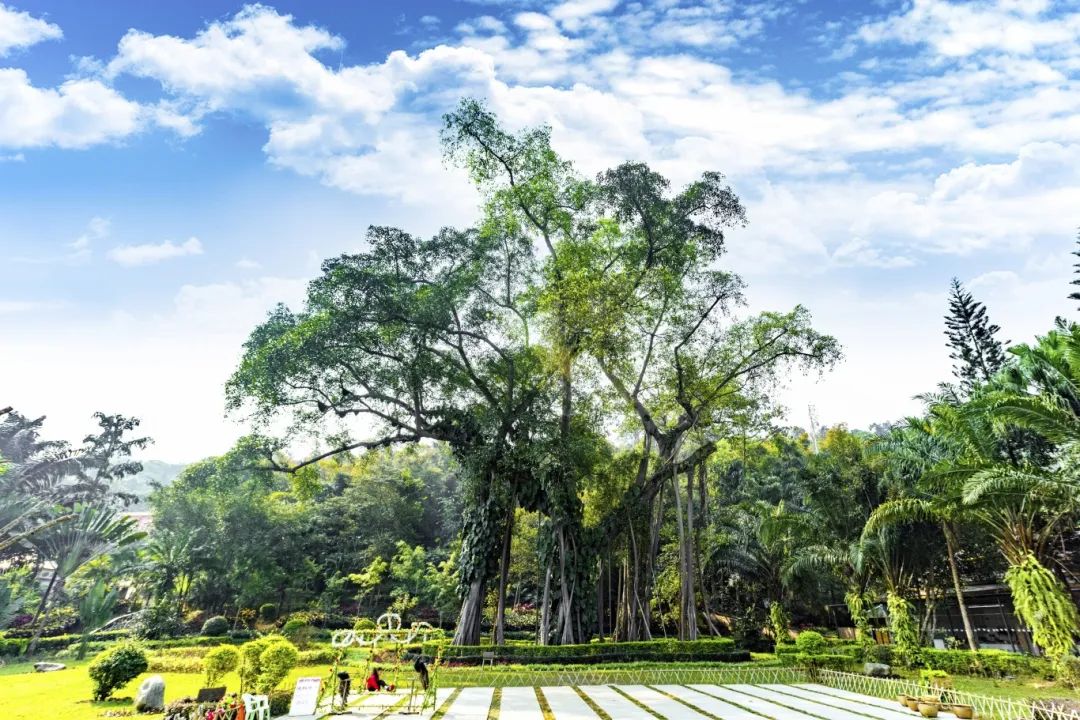西双版纳,独树可成林!