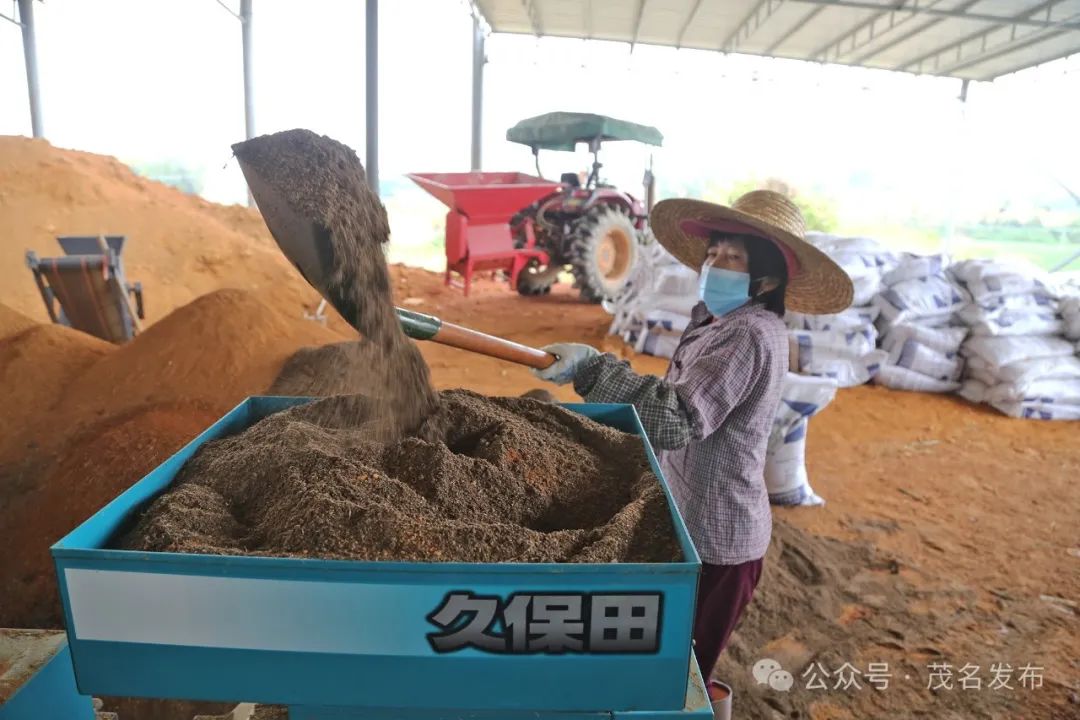 随后,记者来到化州市良光镇长安村,丰绿种养专业合作社内机器声隆隆