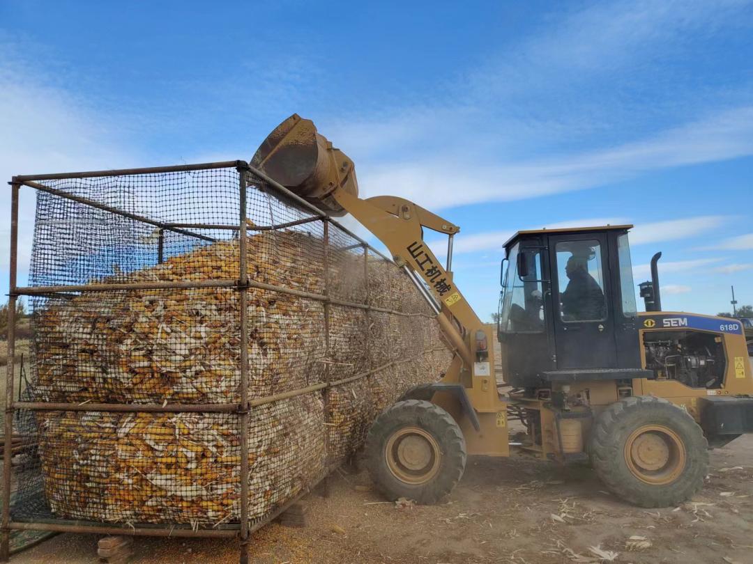 东杜尔基镇科学储粮 "减损增效"实现增收千万元_澎湃号·政务_澎湃