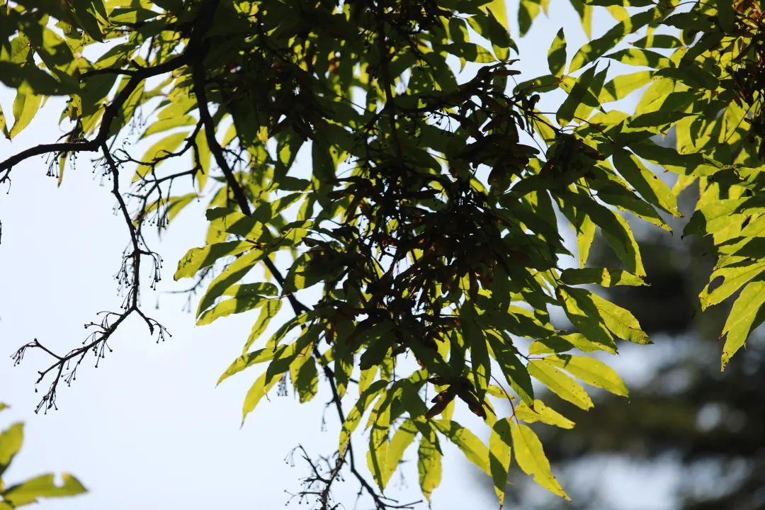 长白山植物千"种"风情~东北槭_澎湃号·政务_澎湃新闻-the paper