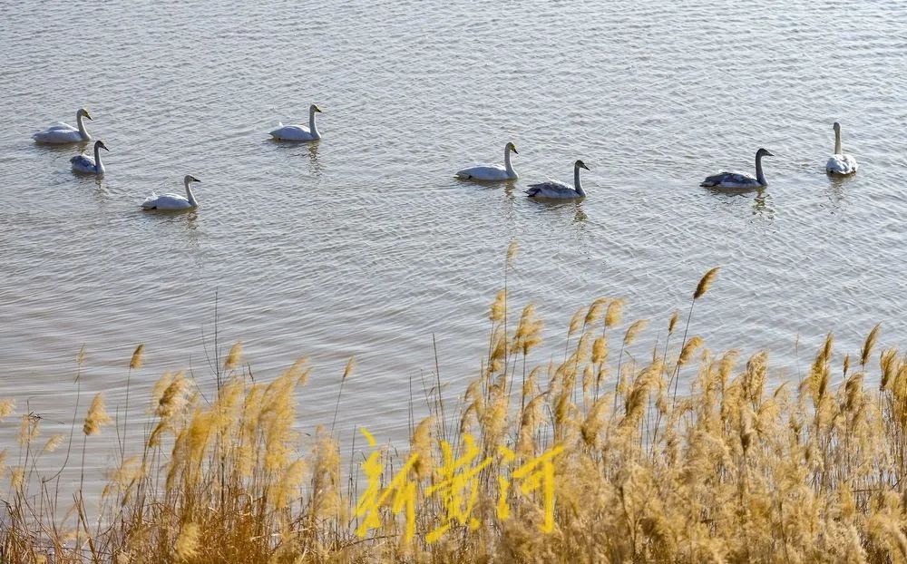 "山东省济南生态环境监测中心生态与遥感室高级工程师杨晓钰介绍,作为