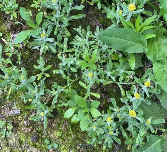 台州人的春天,就好这一口_澎湃号·政务_澎湃新闻-the paper