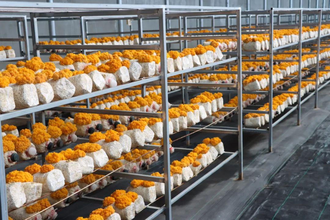 大坪农业园首批"金耳"试种成功获丰收_澎湃号·政务