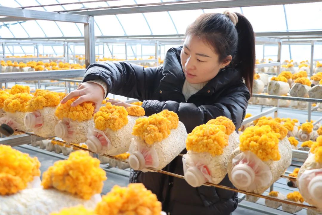 大坪农业园首批"金耳"试种成功获丰收_澎湃号·政务