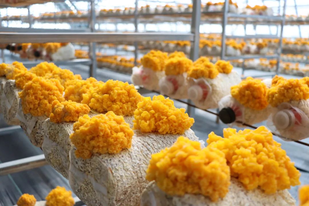 大坪农业园首批"金耳"试种成功获丰收_澎湃号·政务_澎湃新闻-the