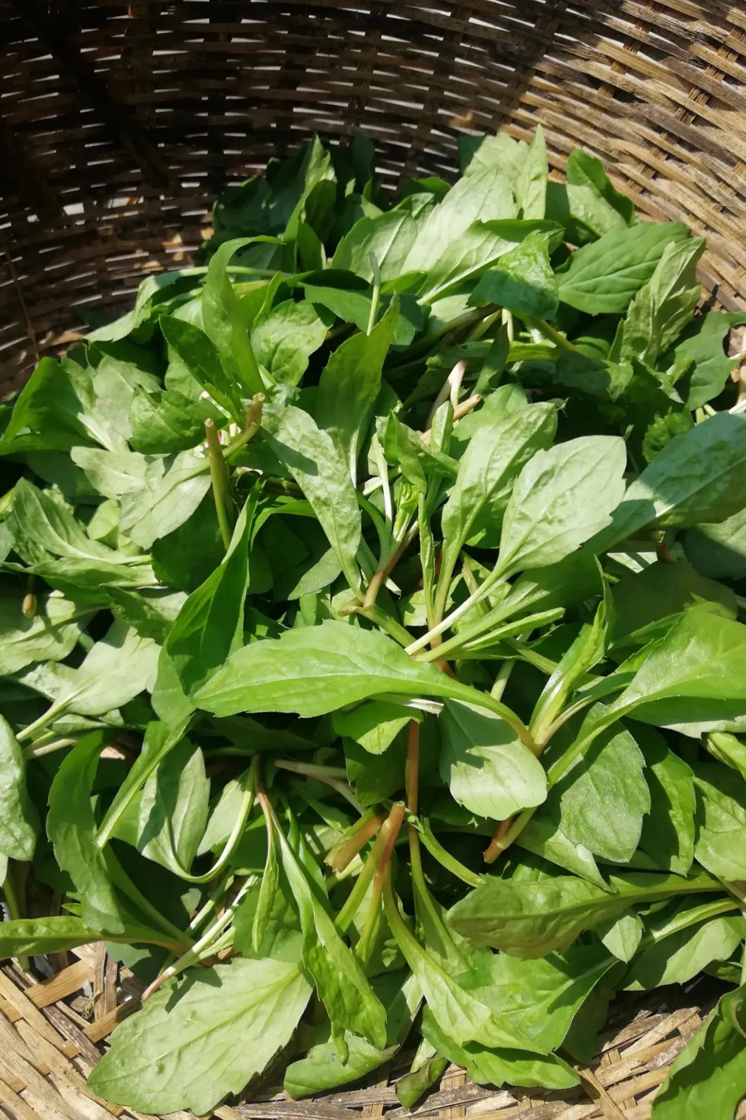 母鸡头野菜图片