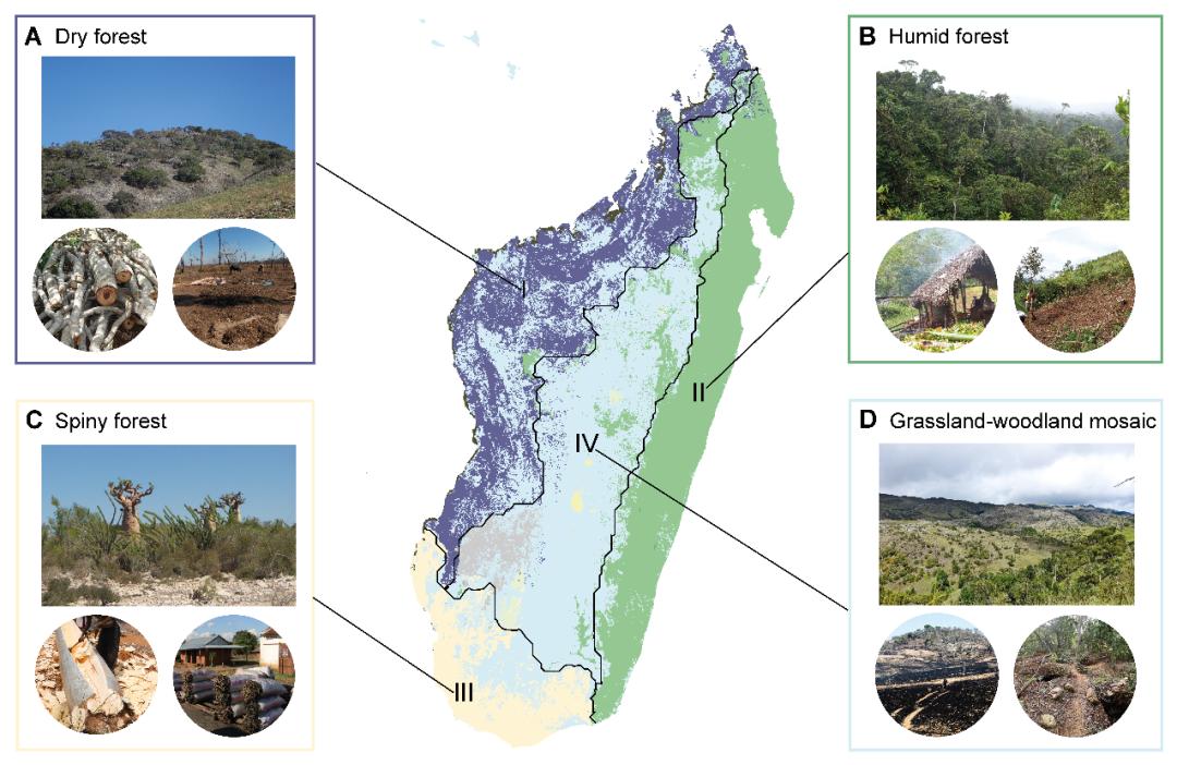 陈之端团队current biology:重建马达加斯加维管植物生命之树