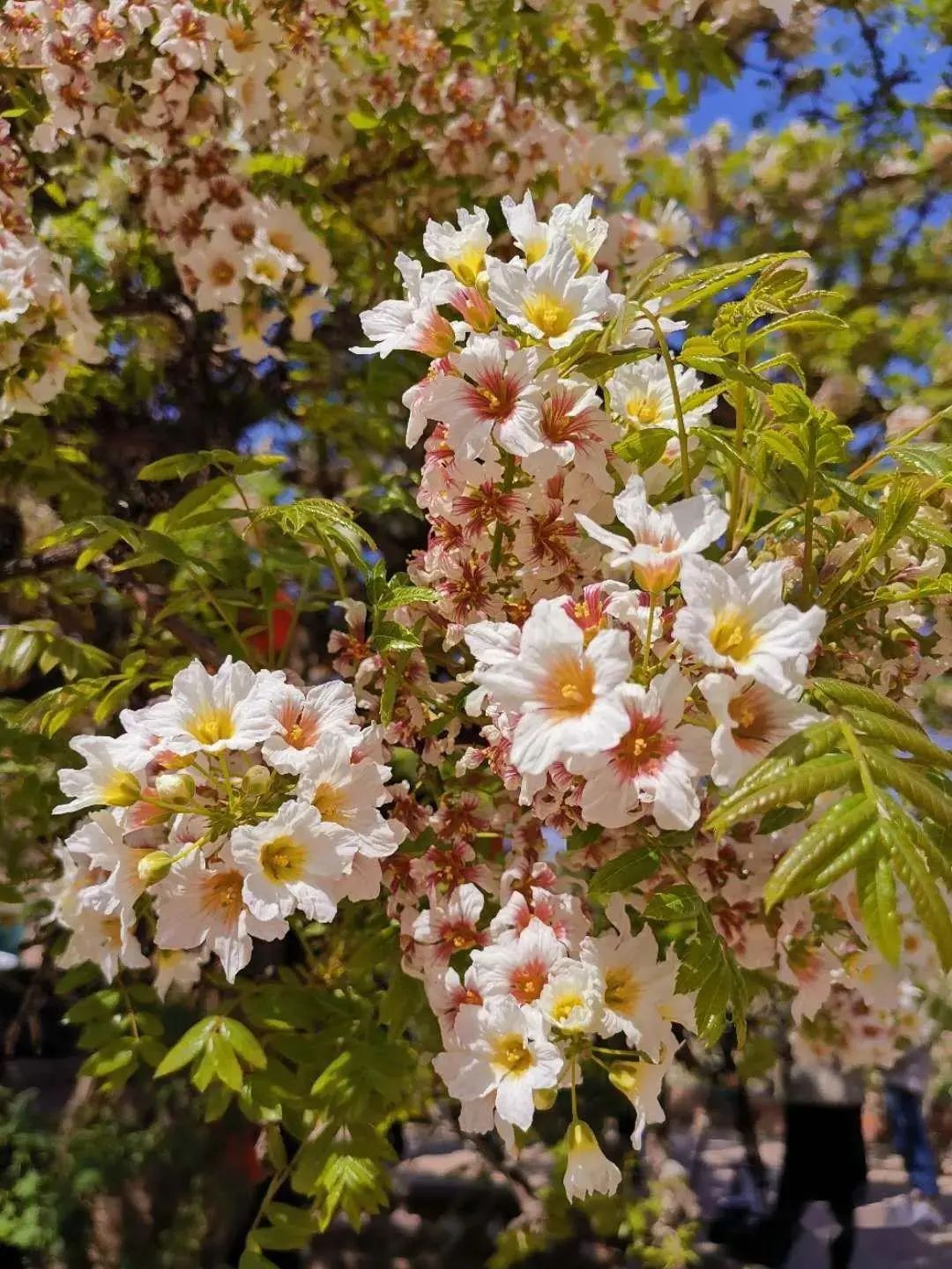 绿叶葳蕤,自始起_澎湃号·政务_澎湃新闻-the paper