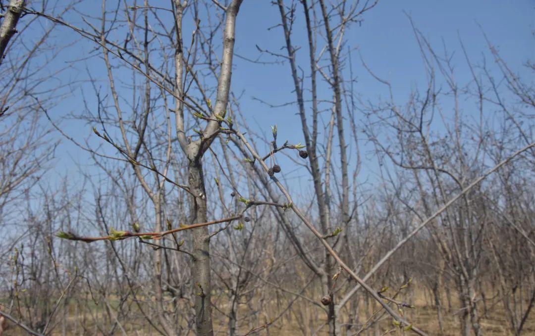 绿叶葳蕤,自始起_澎湃号·政务_澎湃新闻-the paper