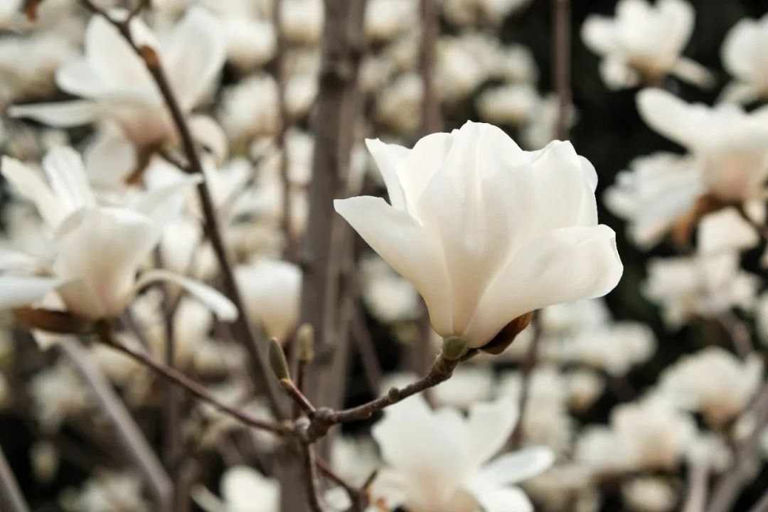 法大草木 玉汝于成 兰似君子—玉兰花