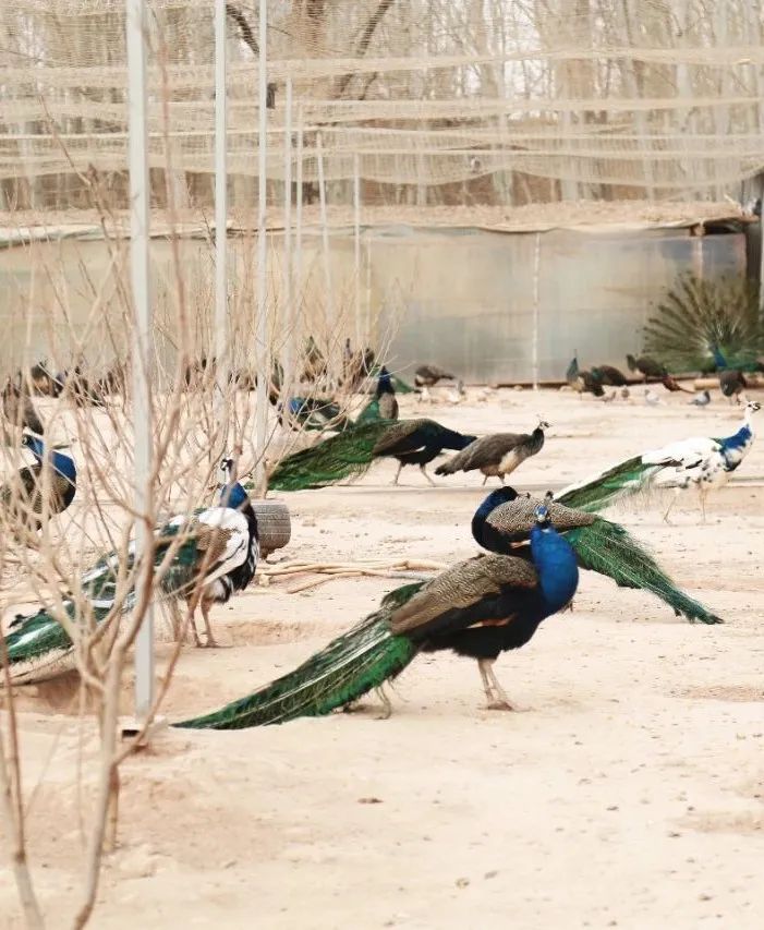 开辟新赛道!孔雀养殖打开"致富屏"