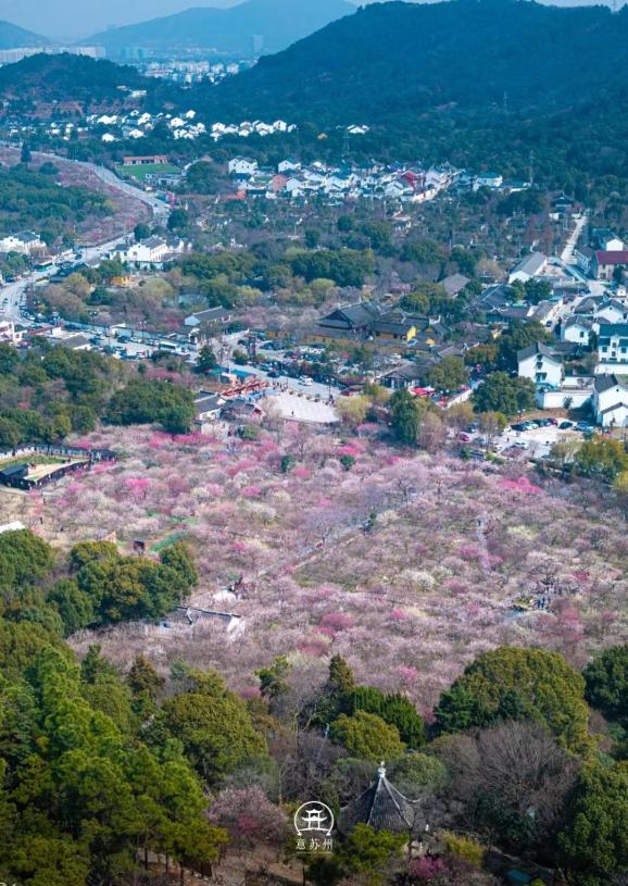 此刻姑苏|香雪海进入梅花盛放期_澎湃号·湃客_澎湃新闻-the paper