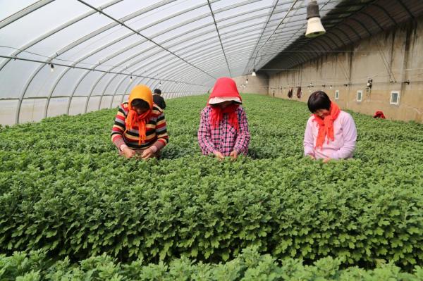 岗埠农场富民农业科技园的温室大棚里工人们在菊花种植地里进行打杈