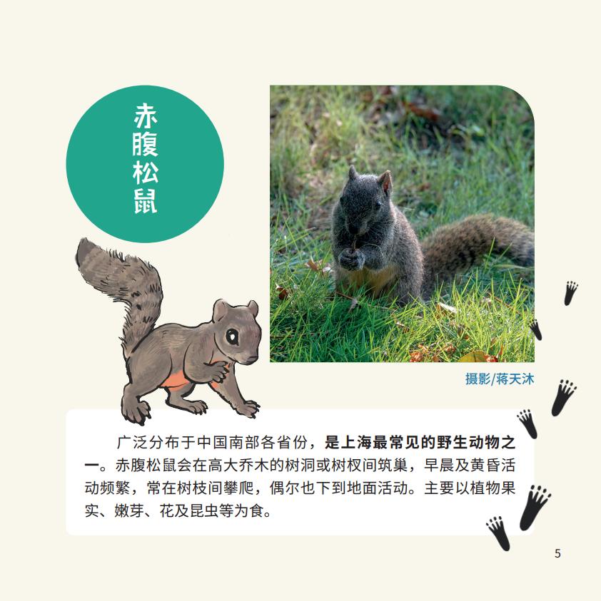 小区里遇到貉(hé)怎么办?点击了解_澎湃号·政务_澎湃新闻-the paper