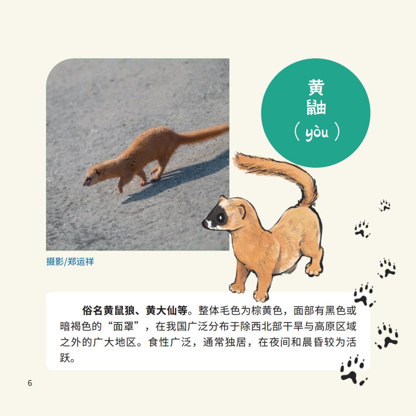 小区里遇到貉(hé)怎么办?点击了解_澎湃号·政务_澎湃新闻-the paper