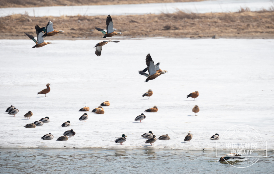 春江水暖鸭先知 伊通河畔群鸭戏水_澎湃号·政务_澎湃新闻-the paper