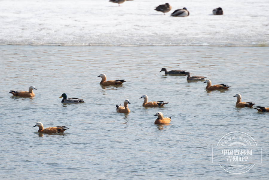 春江水暖鸭先知 伊通河畔群鸭戏水_澎湃号·政务_澎湃新闻-the paper