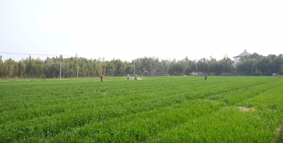 86万亩冬小麦陆续返青_澎湃号·政务_澎湃新闻-the paper