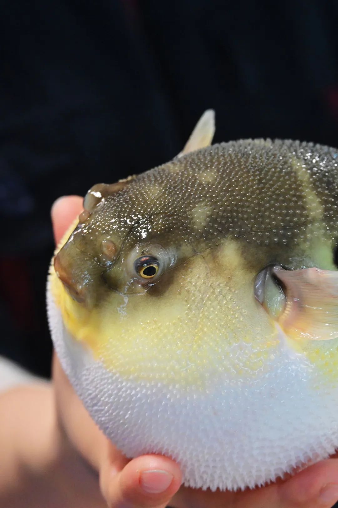 澎湃号·湃客_澎湃新闻-the paper