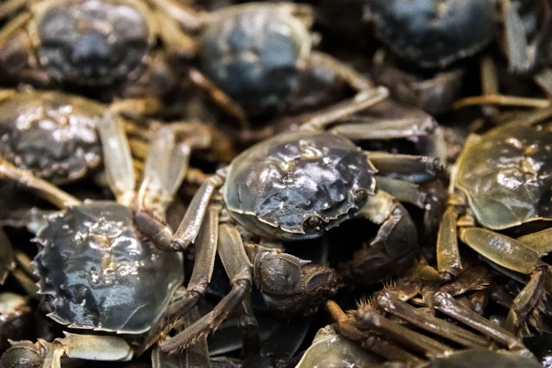 摄影 / 黄彬彬溱湖位于泰州东北郊,湖区与9条河流相连,拥有大片的湖面