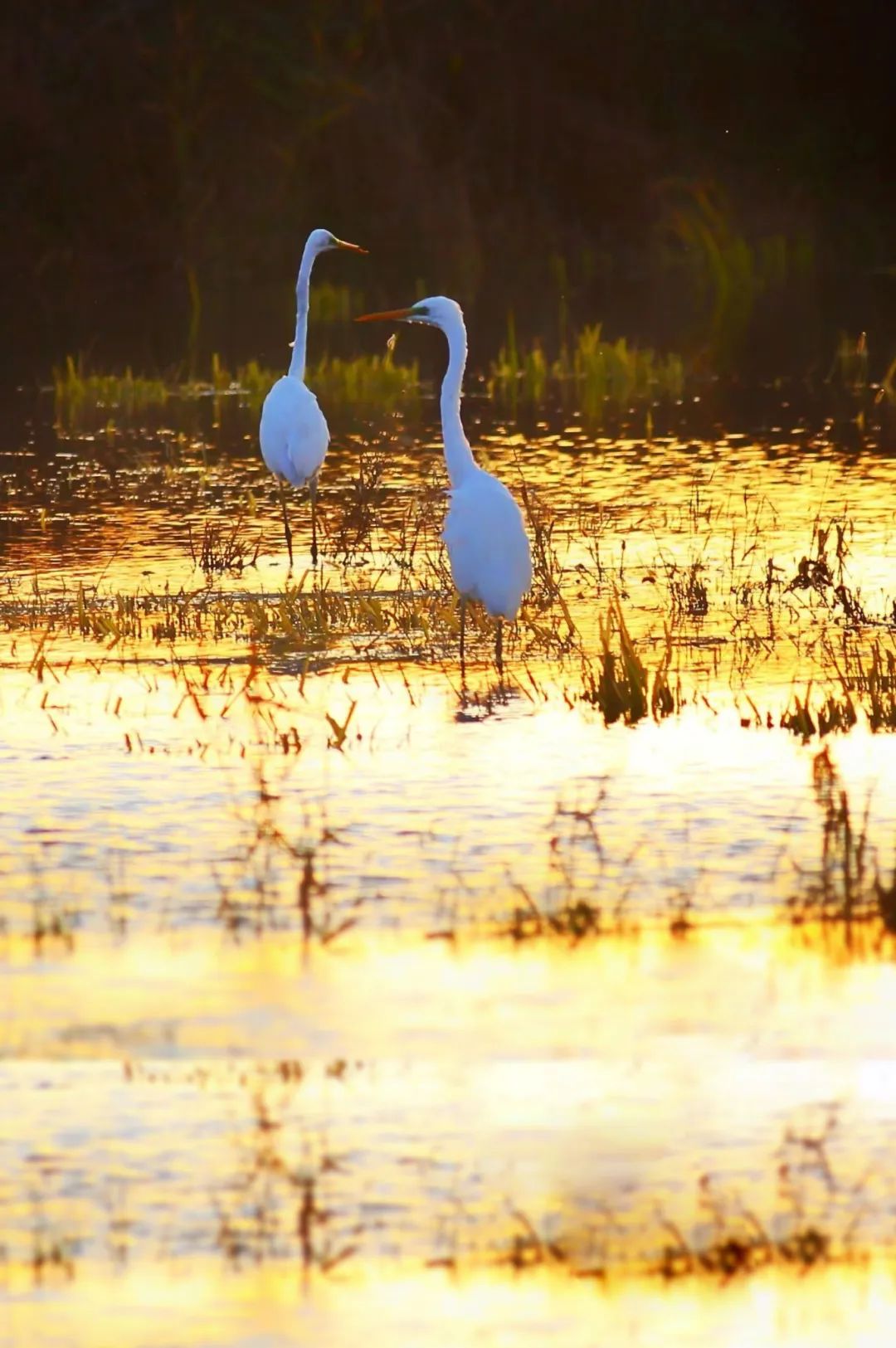 每年三四月份大批候鸟迁徙回龙江大庆的特殊气候孕育了辽阔的湿地泡